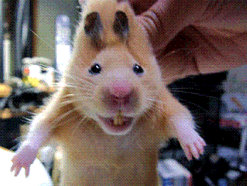 1506796-squirrel%20wiggly%20nose (Small).gif