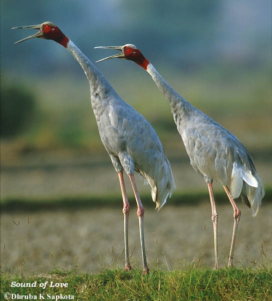 17a_pair_of_indian_saras_crane_-_mating.jpg