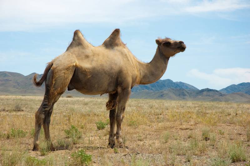 2-hump-camel-small.jpg