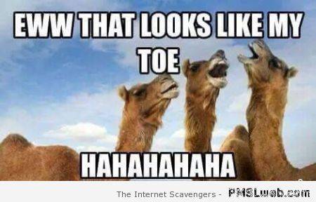 27-funny-camel-toe-meme.jpg