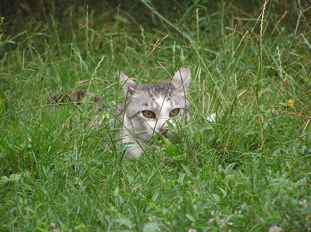 800px-Lurking_cat-768805.jpg