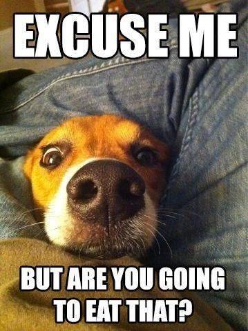 9c30f083c1d1a4570718988d463f80c1--so-funny-funny-dogs.jpg