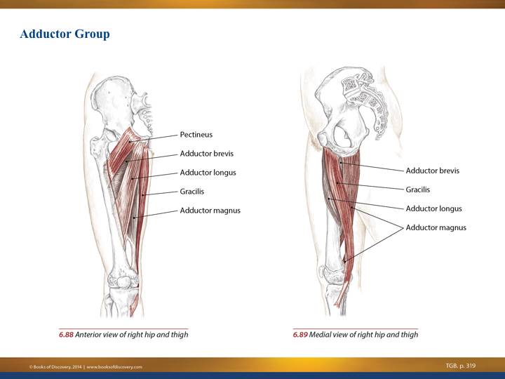 Adductors-2.001.jpg