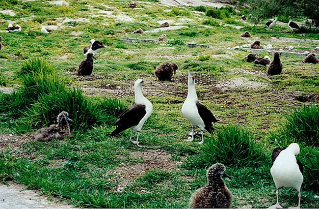 ads%2F2014%2F07%2FMidway-is-of-course-famous-for-its-population-of-Laysan-albatross-Gooney-birds.jpg