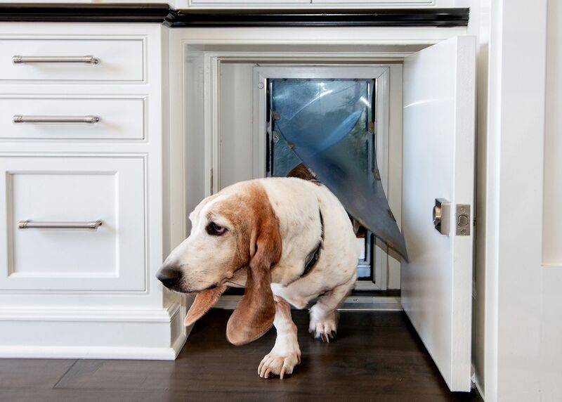 All_About_Dog_Doors_NEW_Beagle_crop.jpg