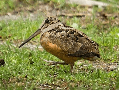 american-woodcock.png