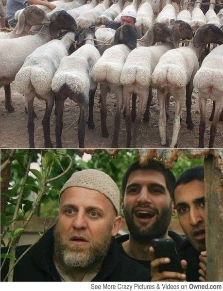 arab-goat-memes-3.jpg