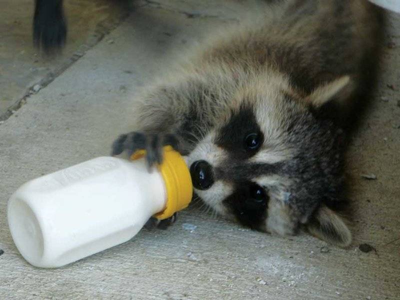 baby-racoon-pictures-pics.jpg