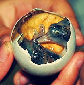 balut.jpg