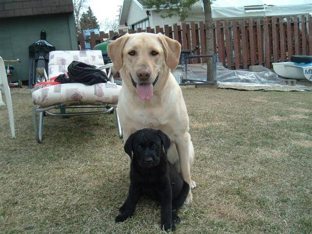 Baxter & Kodie (Small).JPG