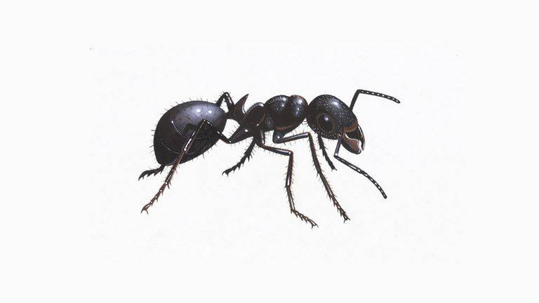 black-garden-ant_1200x675.jpg