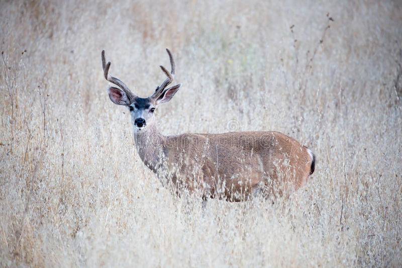 black-tailed-deer-odocoileus-hemionus-weeds-adult-male-stands-alert-dry-grassy-meadow-75268179.jpg