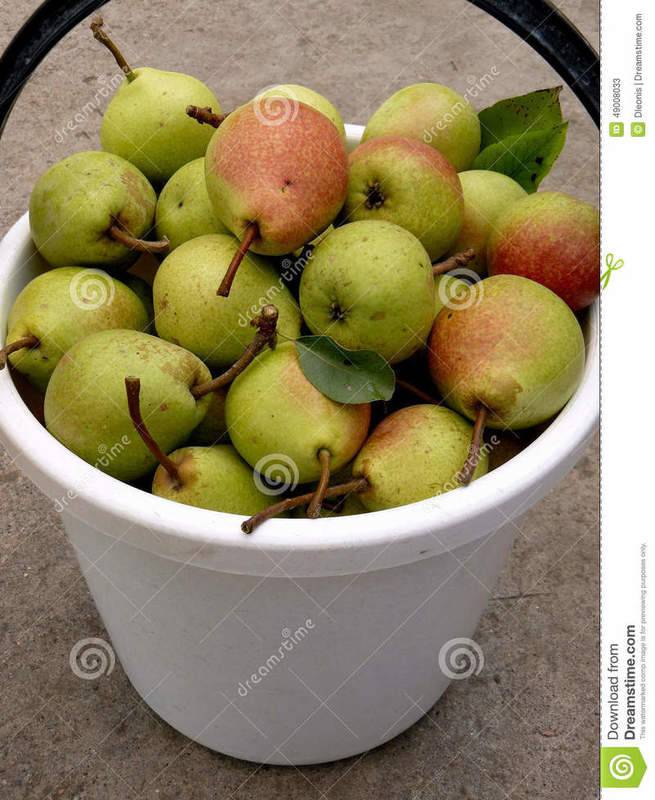 bucket-full-pears-fresh-harvested-49008033.jpg