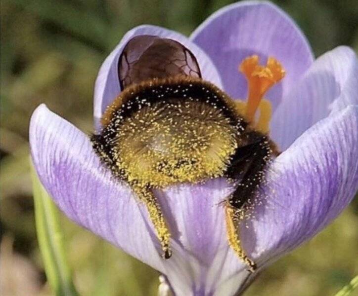 bumble bee butt.jpg
