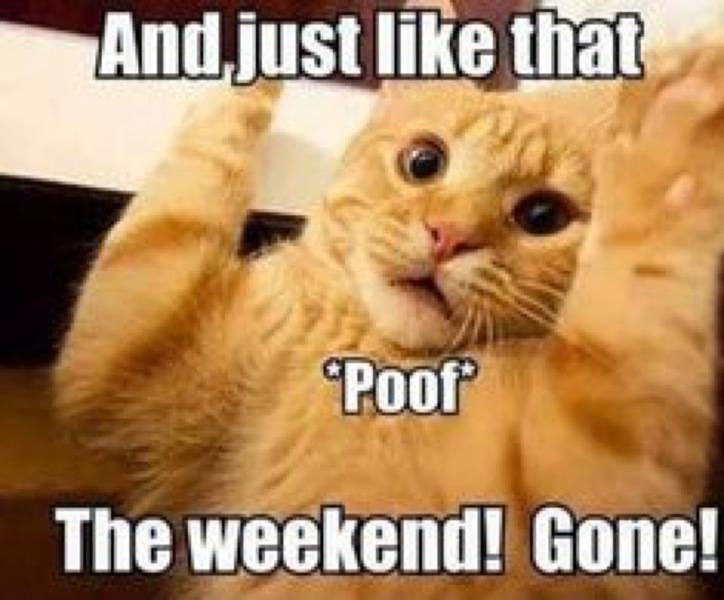 bye-weekend-cat-monday-meme-.jpg