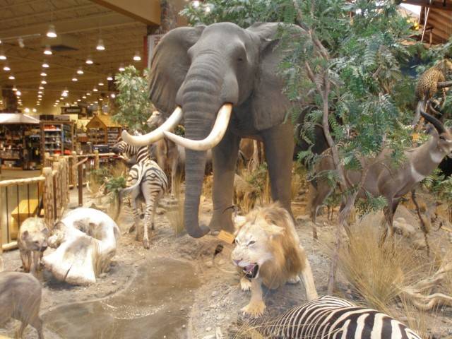 CABELAS in Reno 031 (Small).JPG