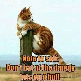 Cat Bull.jpg