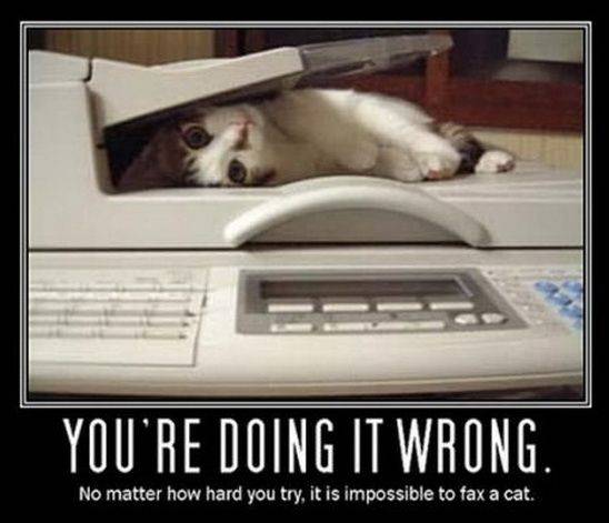 cat fax.jpg