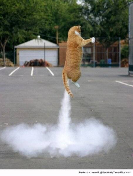 Cat-lift-off-resizecrop--.jpg