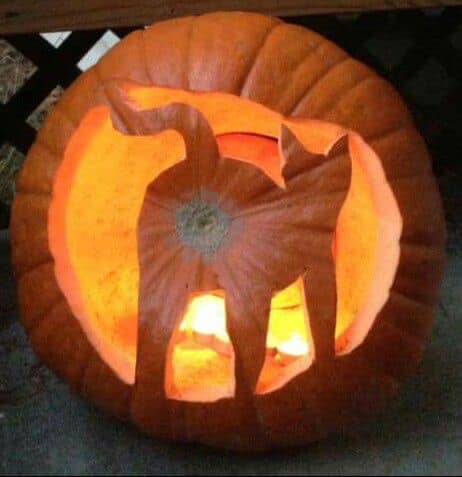 CATBUTT PUMPKIN.jpg