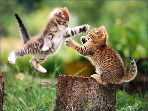 catfight.jpg