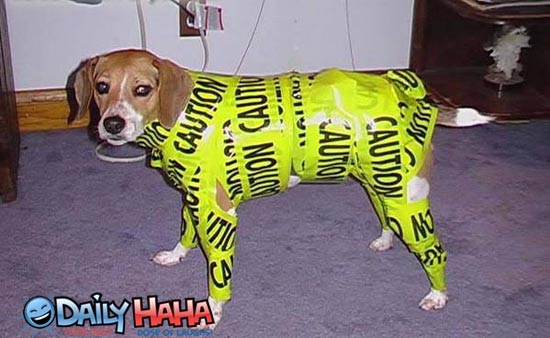 caution_dog.jpg