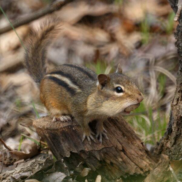 Chipmunk_4511488573.jpg