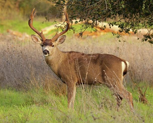 Columbian-Black-Tailed-Deer.jpg