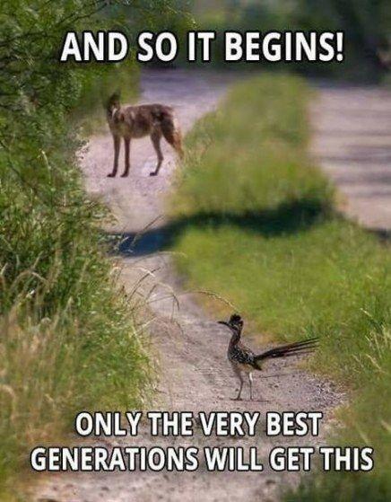 Coyote vs Roadrunner.jpg