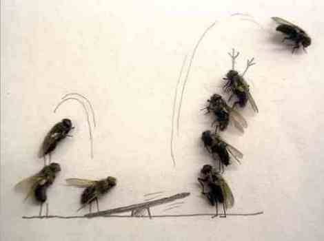 dead_flies_art_051-jpg.jpg