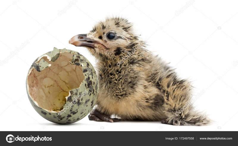 depositphotos_172497558-stock-photo-new-born-gull-or-seagull.jpg