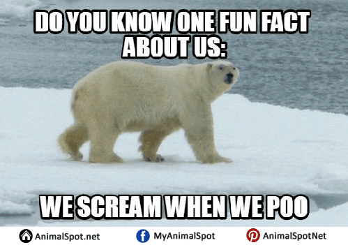 Do-You-Know-One-Fun-Polar-Bear-Meme.png