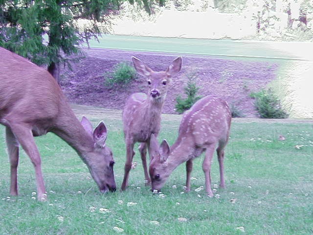 doe and twins.JPG