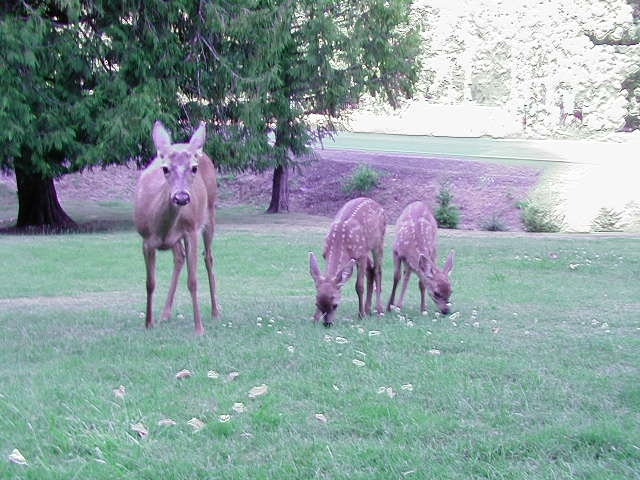 doe and twins2.JPG