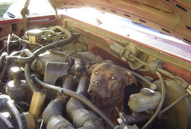 dog-in-engine-bay-power-12729761335.jpg