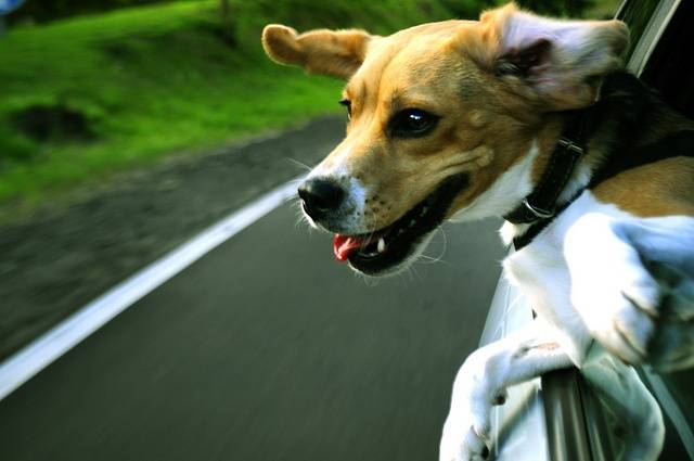 dog-in-moving-car.jpg