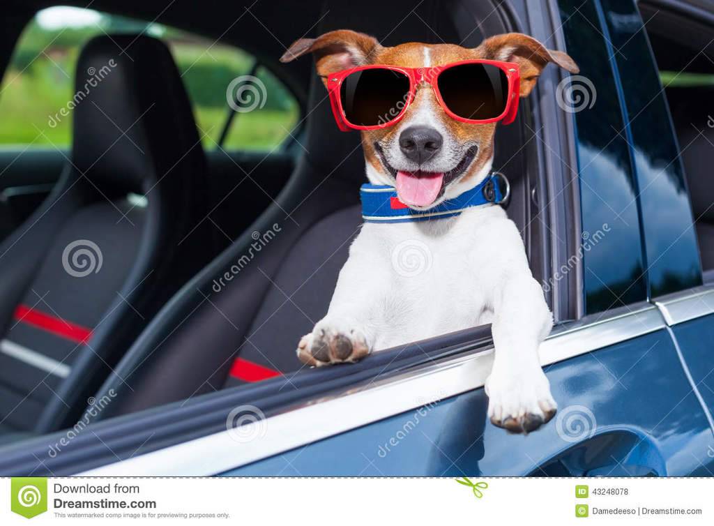 dog-window-car-leaning-out-making-cool-gesture-wearing-red-sunglasses-43248078.jpg