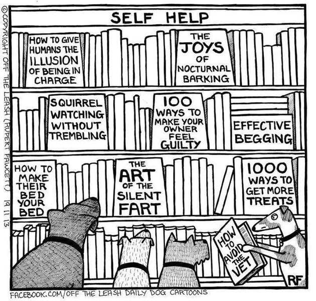 dogs library.jpg