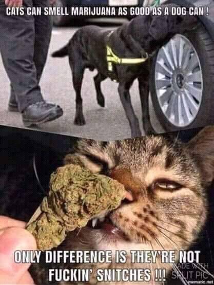 Drug Cats.jpeg