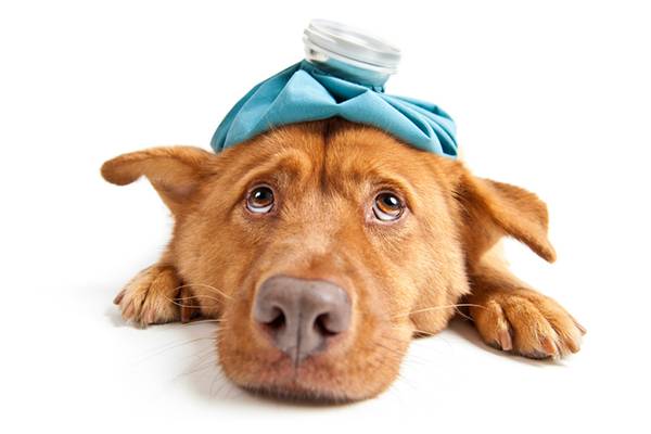 F%2Fwww.dogster.com%2Fwp-content%2Fuploads%2F2017%2F09%2FA-sick-dog-with-an-ice-pack-on-his-head.jpg