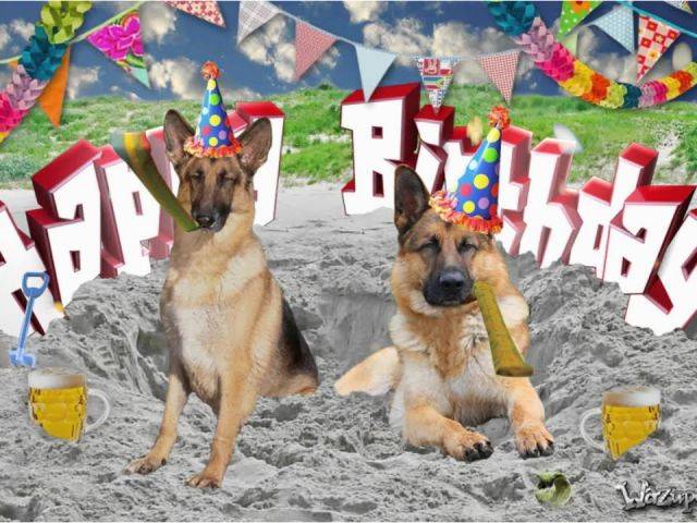 german-shepherd-birthday-meme-happy-birthday-german-shepherd-youtube-of-german-shepherd-birthd...jpg