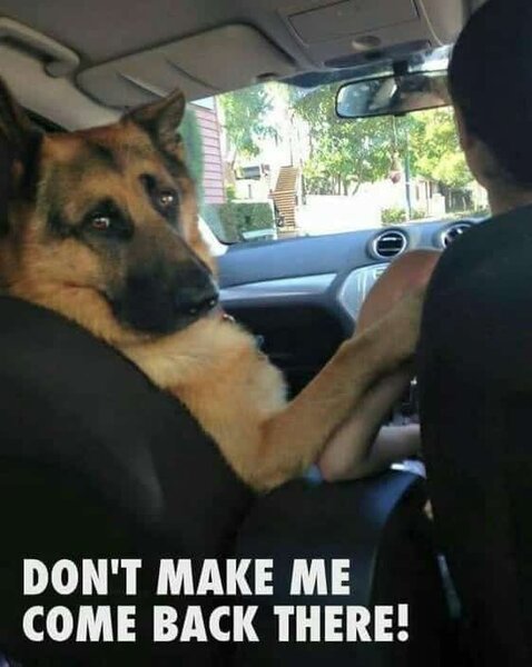 German-Shepherd-Meme-Dont-make-me-come-back-there-1.jpg