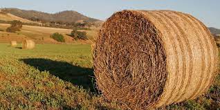 hay.jpg