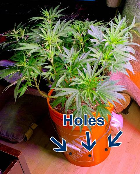 hempy-bucket-soil-marijuana.jpg