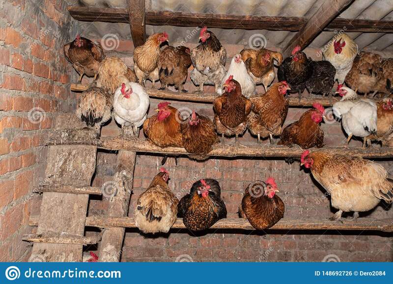 hens-hen-house-household-life-village-chickens-chicken-coop-148692726.jpg