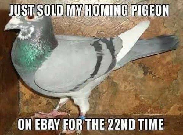 homing pidgeon.jpg