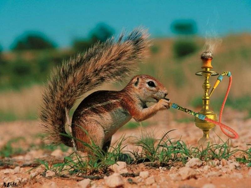 Hooka Squirrel.jpg