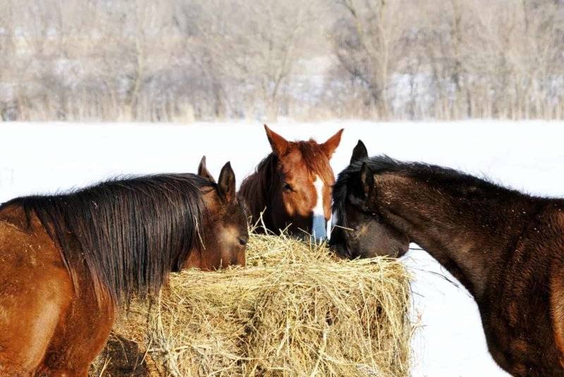 horses-eating-round-bale-in-snow.jpg