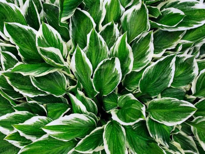 hosta-1-690x518.jpg