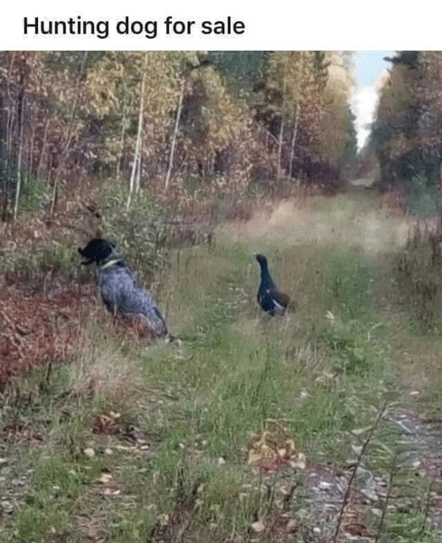 Hunting Dog.png